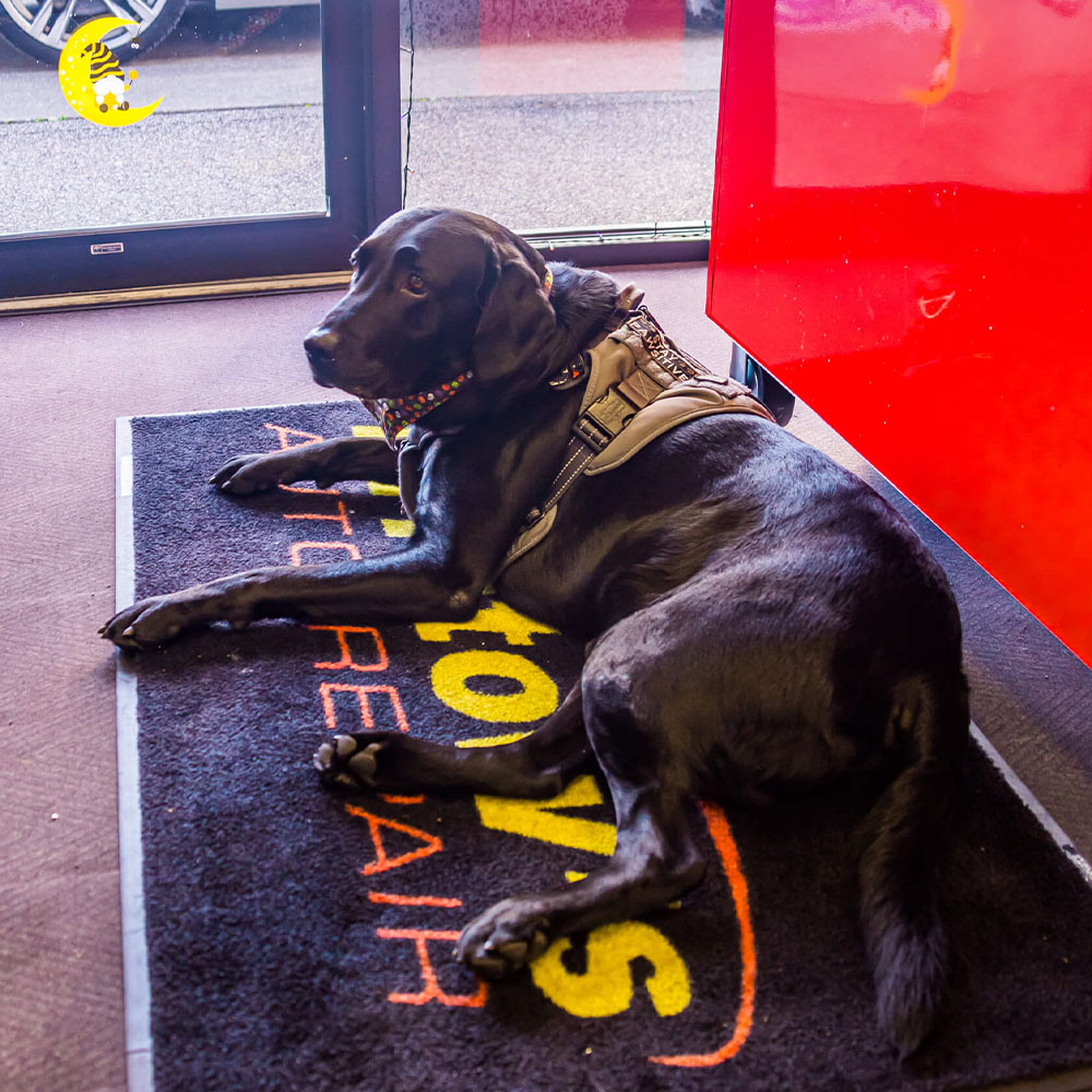 Duke The Dog | Bristow's Auto Repair